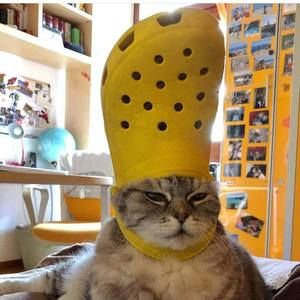 Meet your Posher, Hoang